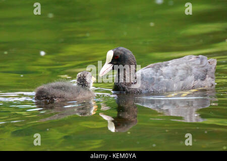 Point de vue basse close-up d'une foulque macroule (Fulica atra) l'alimentation de la sauvagine poussins au printemps. Banque D'Images