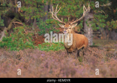 Red Deer cervus elaphus cerf avec de grands bois pendant la saison du rut dans la lande avec une forêt sombre sur l'arrière-plan. Banque D'Images