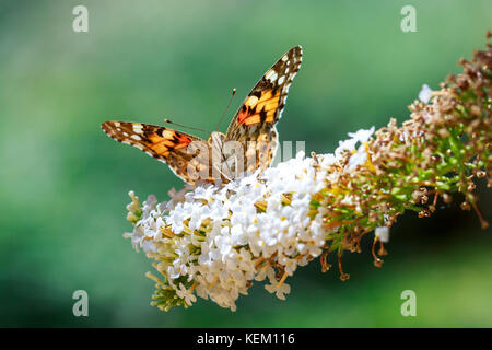 Vue avant close up d'argent à la chaux fritillary (Argynnis paphia) nectar d'alimentation papillon et pollinisent, sur fond blanc, arbre aux papillons Buddleja davidii Banque D'Images