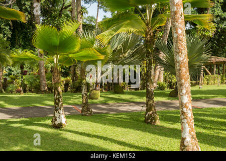 Palm licuala grandis ventilateur ébouriffé au jardin de balata en martinique Banque D'Images