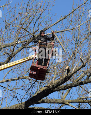 L'élagage des arbres à l'aide d'un ascenseur-bras. La tronçonneuse des branches inutiles de l'arbre. La mise en ordre de parcs et jardins. Banque D'Images