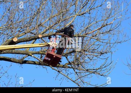 L'élagage des arbres à l'aide d'un ascenseur-bras. La tronçonneuse des branches inutiles de l'arbre. La mise en ordre de parcs et jardins. Banque D'Images