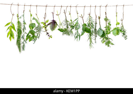 Flovouring frais et des plantes médicinales et les herbes suspendu à une chaîne, sur fond blanc Banque D'Images