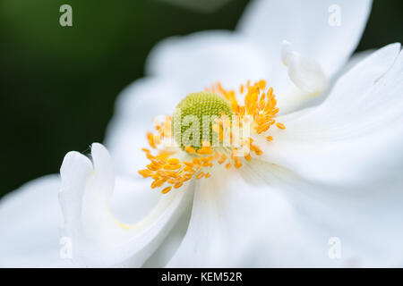 Le Japonais, Windflower Anemone x hybrida 'Honorine Jobert' Banque D'Images