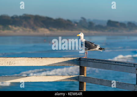 Un mouette californienne ou Western Gull (Larus occidentalis) se trouve sur la barrière de chemin de fer de Pismo Beach Pier, en Californie, aux États-Unis Banque D'Images