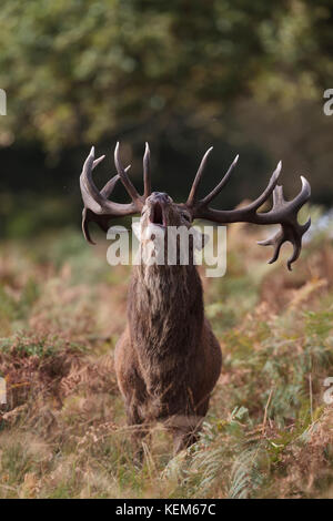 Red Deer stags agression et manières pendant le rut du cerf annuelle Banque D'Images