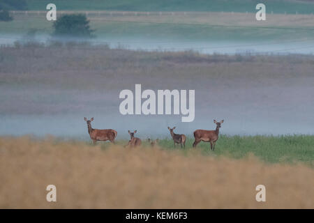 Le troupeau de Red deers et de jeunes deers sont en laisse les champs et retournent à la forêt où ils passent la journée Banque D'Images