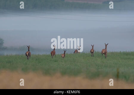 Le troupeau de Red deers et de jeunes deers sont en laisse les champs et retournent à la forêt où ils passent la journée Banque D'Images