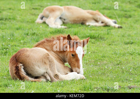 Poulain cheval couché sur l'herbe verte Banque D'Images