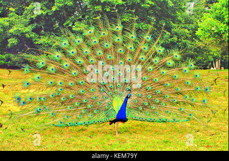 Peacock afficher sur l'île de Brownsea, piscine, dorset, UK. Banque D'Images