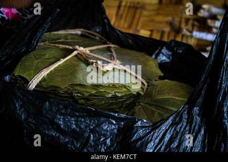 Le Lac Inle, Myanmar/Birmanie - Janvier 2016 : Les femmes qui travaillent dans un atelier mettant en vedette pour les touristes sur la façon dont les cigares cheroot birmans sont effectués. Banque D'Images