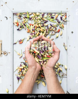 Les mains de l'homme garder chaude poignée de petits piments turcs Banque D'Images