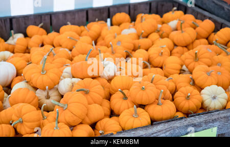 Mini potirons décoratifs à la vente à un marché fermier en plein air à l'automne Banque D'Images