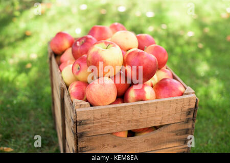 Lot de pommes rouges dans un récipient en bois sur une herbe Banque D'Images