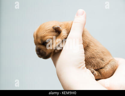 Chiot nouveau-né dans le terrier de Norfolk s'occuper les mains des femmes Banque D'Images