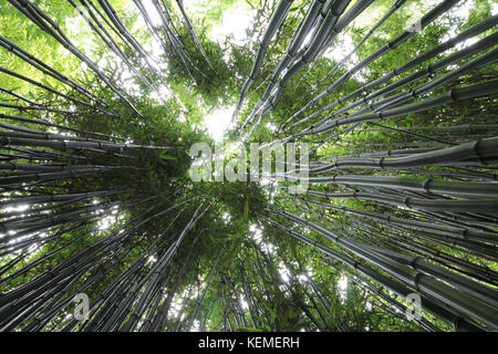 Mince grand bambou vert. voir à la recherche jusqu'à la canopée arborée. Banque D'Images