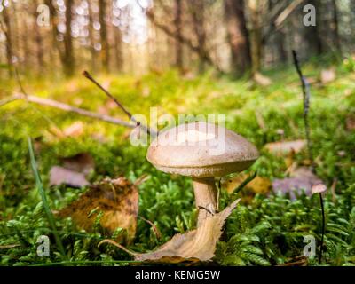 Dans l'herbe de champignons dans une forêt lors d'une journée ensoleillée Banque D'Images