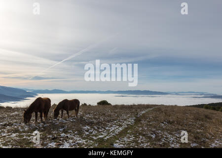 Deux chevaux rétroéclairé, mange de l'herbe, au sommet d'une montagne, avec quelques montagnes brumeuses et lointain sur l'arrière-plan Banque D'Images