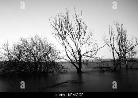 Vue d'exposition long d'un lac, avec des arbres squelettiques et encore de l'eau Banque D'Images