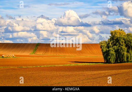 Ambre et d'or-les champs de couleur au coucher du soleil Banque D'Images