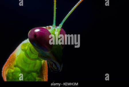 Praying mantis head shot Banque D'Images