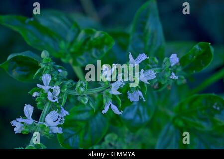 La floraison le BASILIC (Ocimum basilicum) plante dans un jardin d'herbes. Banque D'Images