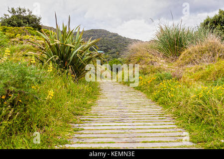 Promenade à travers les dunes de sable couvertes de végétation, Piha, Auckland, Nouvelle-Zélande, sur une lumière douce journée. Banque D'Images