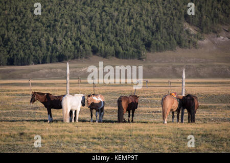 Troupeau de chevaux attachés mongol attaché à une corde dans l'après-midi, porte-lumière. Khvsgol, la Mongolie. Banque D'Images