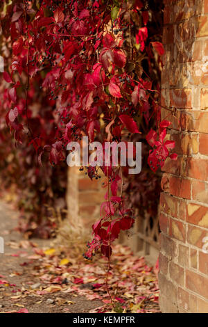 Temps d'automne. tree-like raisins fille (Parthenocissus quinquefolia) avec feuilles rouges. focus sélectif. Banque D'Images