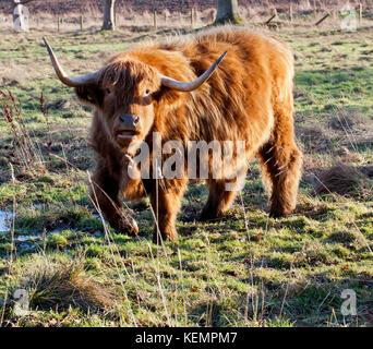 Highland Cow sur le déménagement en Ecosse Banque D'Images
