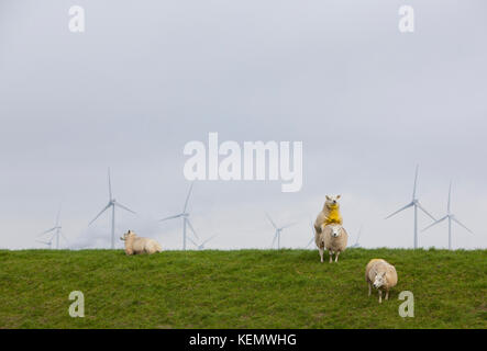 Moutons sur herbe verte dyke et éoliennes dans l'arrière-plan dans le nord de la province Groningen aux Pays-Bas Banque D'Images