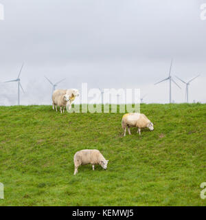 Moutons sur herbe verte dyke et éoliennes dans l'arrière-plan dans le nord de la province Groningen aux Pays-Bas Banque D'Images