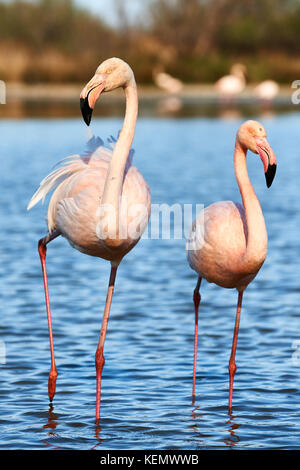 Belle paire de flamants marcher dans l'eau peu profonde Banque D'Images