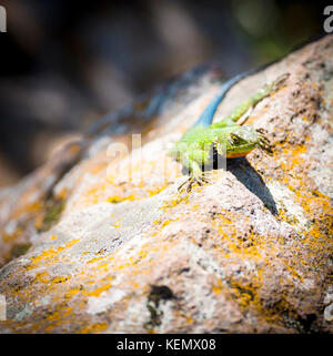 Lzard épineux malachite (Sceloporus Malachiticus) Assis sur un rocher en Amérique centrale Banque D'Images