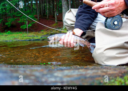 Un pêcheur à la mouche tenant une truite de ruisseau dans le parc national Kejimkujik Banque D'Images