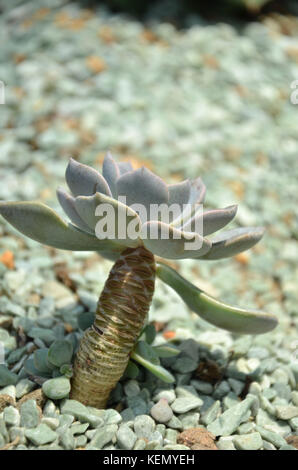 Cactus sont les plantes succulentes qui peuvent survivre de longues périodes sans eau Banque D'Images