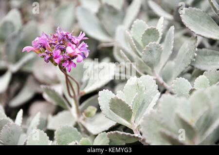 Cactus sont les plantes succulentes qui peuvent survivre de longues périodes sans eau dans la sécheresse et les habitats arides Banque D'Images