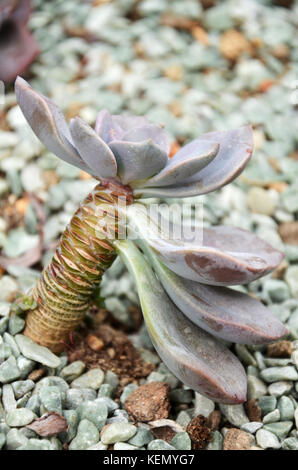 Cactus sont les plantes succulentes qui peuvent survivre de longues périodes sans eau dans la sécheresse et les habitats arides Banque D'Images