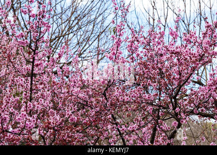 Cherry Blossom tree rose sakura en fleurs. les branches d'arbres, ciel nuageux fond de ciel bleu. Banque D'Images