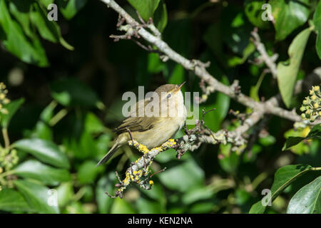 « Récent (Phylloscopus collybita) Banque D'Images