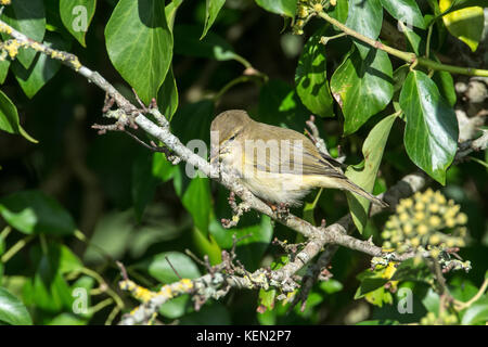 « Récent (Phylloscopus collybita) Banque D'Images