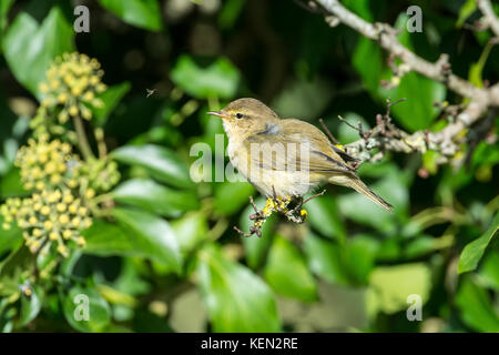 « Récent (Phylloscopus collybita) Banque D'Images