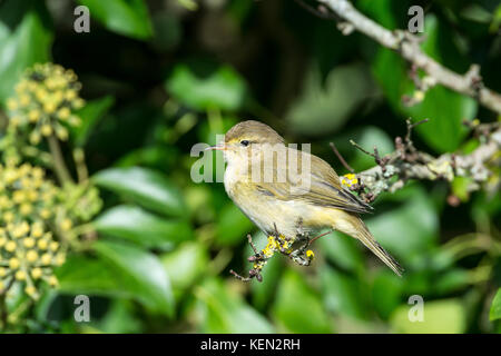 « Récent (Phylloscopus collybita) Banque D'Images