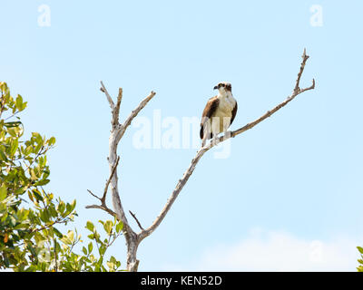 Balbuzard pêcheur (Pandion haliaetus) perché sur un vieil arbre et dans l'arrière-plan la lune de miel, Island, Florida, USA Banque D'Images