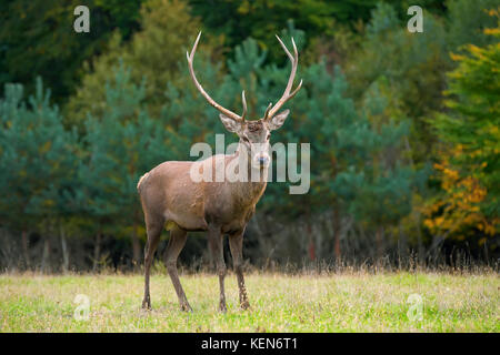 Portrait de majestic red deer stag adultes puissants dans l'environnement naturel Banque D'Images