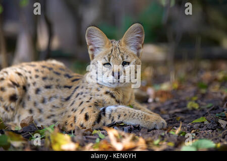 Fermer jeunes serval chat (Felis serval) Banque D'Images