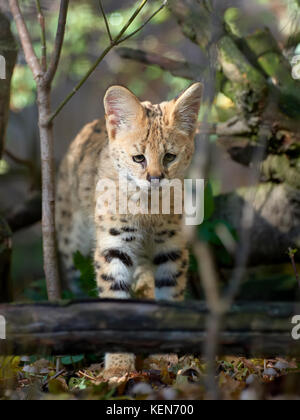 Fermer jeunes serval chat (Felis serval) Banque D'Images