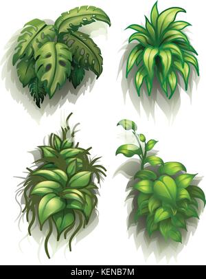 Illustration des plantes à feuilles sur fond blanc Illustration de Vecteur