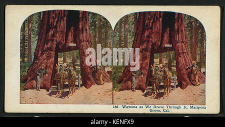 Comme nous avons roulé, Wawona, Mariposa Grove, Cal, de Robert N. Dennis collection de vues stéréoscopiques Banque D'Images