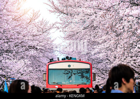 Cherry Blossom ou sakura et trian au printemps à Jinhae, la Corée du Sud. Banque D'Images